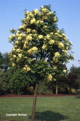 Fraxinus ornus
