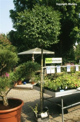 Fraxinus ornus 'Meczek'