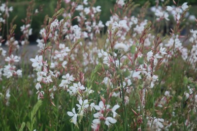 gaura_lindheimerii_karalee_white