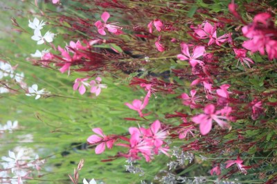 gaura_lindheimerii_tuttifrutti