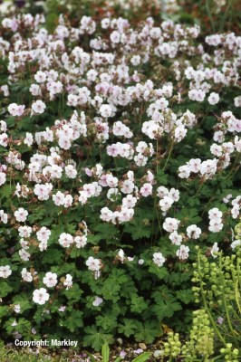 Geranium cantabrigiense 'Biokovo'