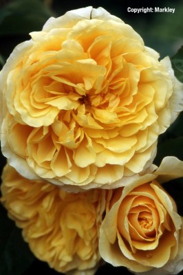 Rosa 'Graham Thomas'  - R -