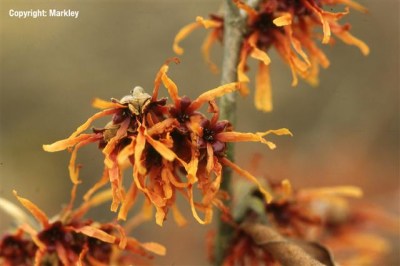 Hamamelis intermedia 'Jelena'