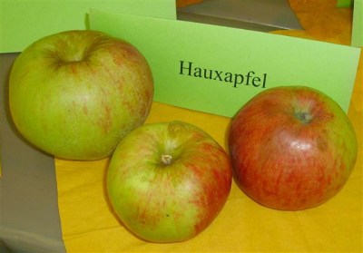 Malus 'Haux-Apfel'