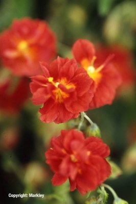 Helianthemum x cult.'Rubin'