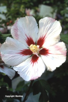 Hibiscus syriacus 'Hamabo'
