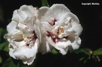 Hibiscus syriacus 'Speciosus'