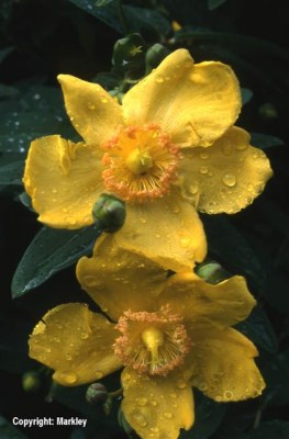 Hypericum 'Hidcote'