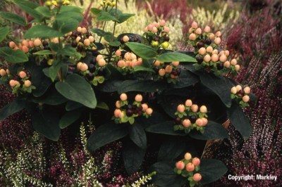 Hypericum inodorum 'Magical Beauty'