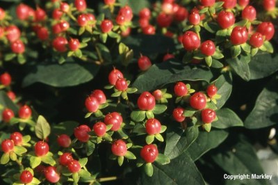 Hypericum inodorum 'Magical Red'