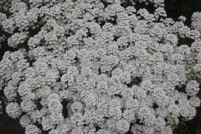 Keine Abbildung zugeordnet 