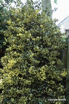Ilex aquifolium 'Golden van Tol'