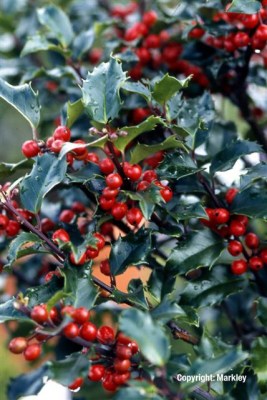 Ilex meserveae 'Blue Princess'