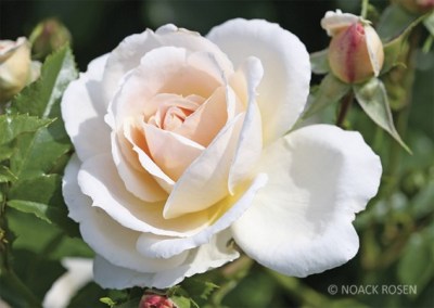 Rosa 'Isarperle' -R-