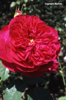 Rosa 'L. D. Braithwaite' -R-