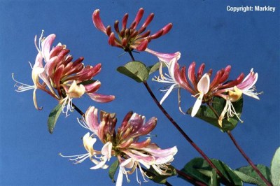 Lonicera periclymenum 'Serotina'
