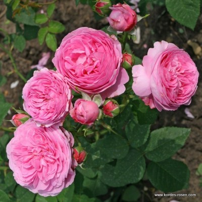 Rosa borbonica 'Louise Odier'