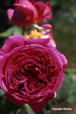 Rosa 'Othello' -R-