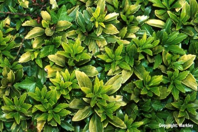 Pachysandra terminalis 'Green Carpet