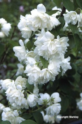 Philadelphus 'Virginal'