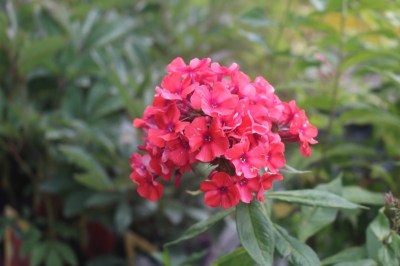 phlox_paniculata_orange