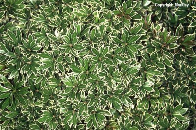 Pieris japonica 'Little Heath'