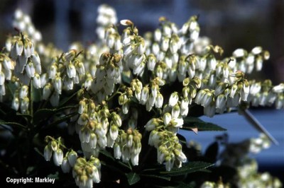 Pieris japonica 'Prelude'