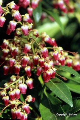 Pieris japonica 'Valley Valentine'