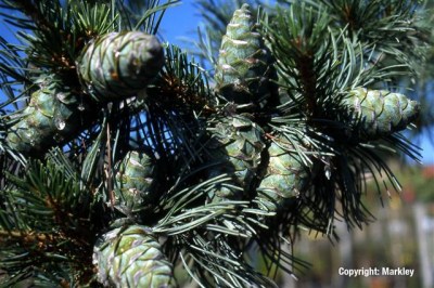 Pinus parviflora 'Glauca'