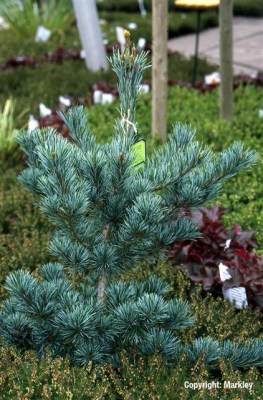 Pinus parviflora 'Negishi'