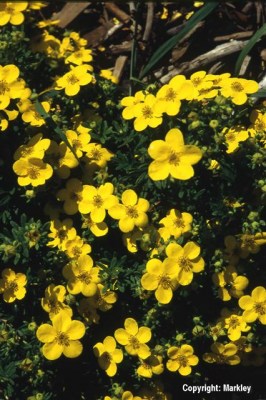 Potentilla fruticosa in Sorten