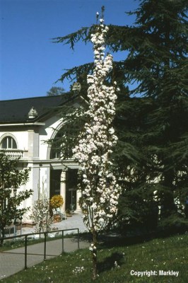 Prunus serrulata 'Amanogawa'