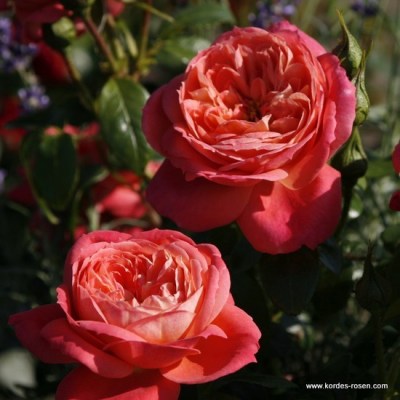 Rosa 'Queen of Hearts' -R-