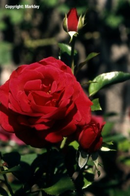 Rosa 'Red Flame'  - R -