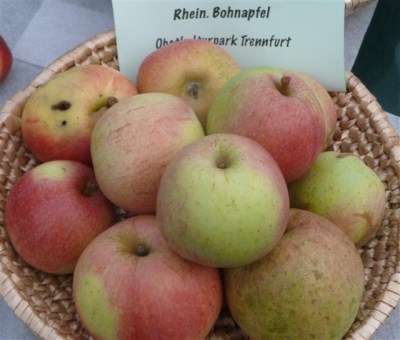 Malus 'Rheinischer Bohnapfel'
