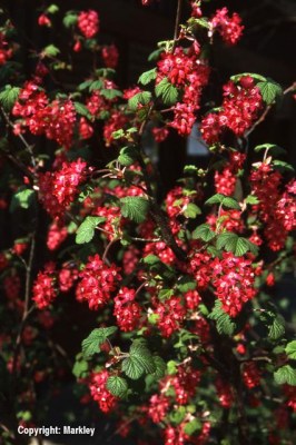 Ribes sanguineum in Sorten