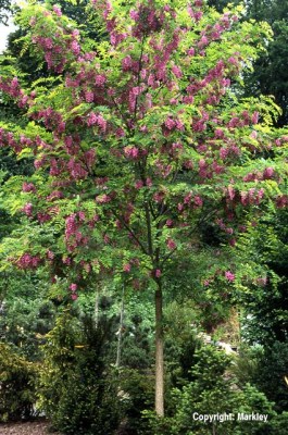 Robinia margaretta 'Casque Rouge'
