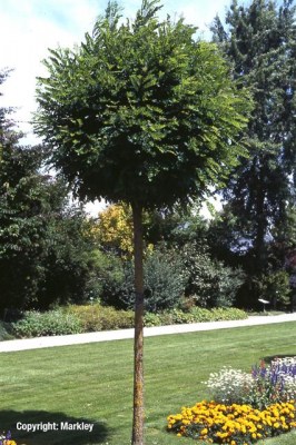 Robinia pseudoacacia 'Umbraculifera'