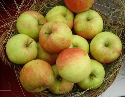 Malus 'Roter James Grieve'