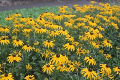 rudbeckia_goldsturm
