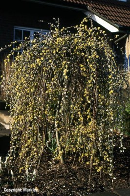 Salix caprea 'Pendula'