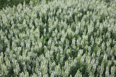 salvia_nemorosa_adrian