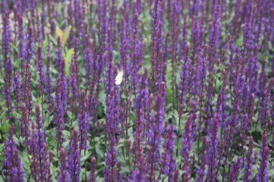 salvia_nemorosa_caradonna2