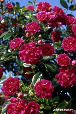 Rosa 'Super Excelsa' -R-