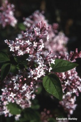 Syringa microphylla 'Superba'