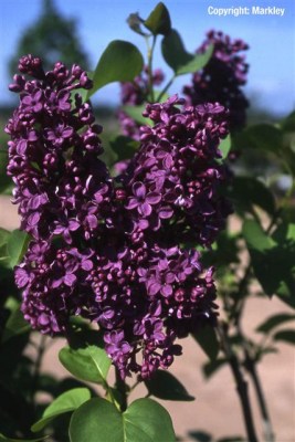 Syringa vulgaris 'Andenken an Ludwig Spaeth'