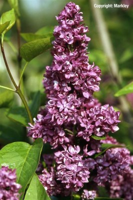 Syringa vulgaris 'Charles Joly'
