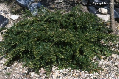 Taxus baccata 'Repandens'