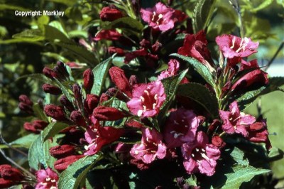 Weigela 'Eva Rathke'