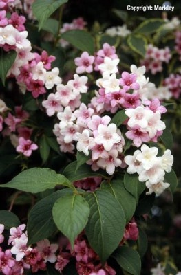 Weigela florida